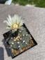 Preview: Gymnocalycium ochoterenae
